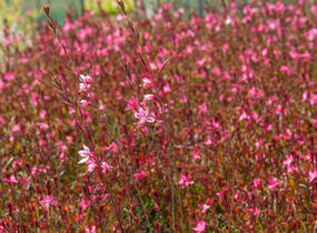 Svíčkovec 'Gambit Rose' - Gaura lindheimeri 'Gambit Rose'