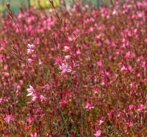 Svíčkovec 'Gambit Rose' - Gaura lindheimeri 'Gambit Rose'