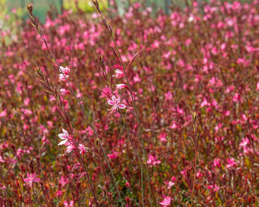 Svíčkovec 'Gambit Rose'