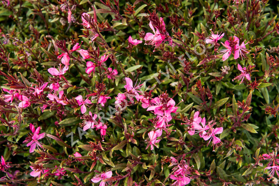 Svíčkovec 'Gambit Rose' - Gaura lindheimeri 'Gambit Rose'