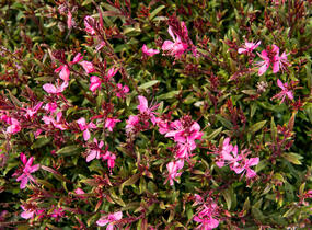 Svíčkovec 'Gambit Rose' - Gaura lindheimeri 'Gambit Rose'