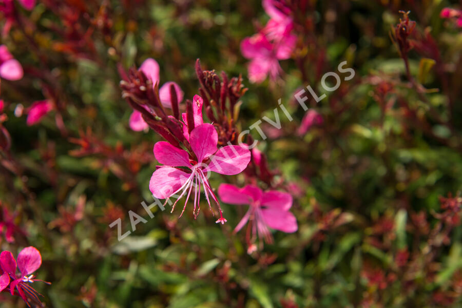 Svíčkovec 'Gambit Rose' - Gaura lindheimeri 'Gambit Rose'