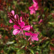 Svíčkovec 'Gambit Rose' - Gaura lindheimeri 'Gambit Rose'