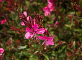 Svíčkovec 'Gambit Rose' - Gaura lindheimeri 'Gambit Rose'