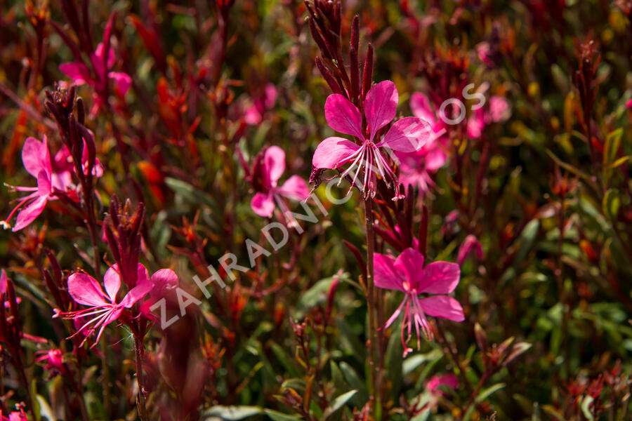 Svíčkovec 'Gambit Rose' - Gaura lindheimeri 'Gambit Rose'