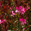 Svíčkovec 'Gambit Rose' - Gaura lindheimeri 'Gambit Rose'