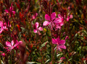 Svíčkovec 'Gambit Rose' - Gaura lindheimeri 'Gambit Rose'