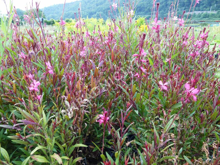 Svíčkovec 'Gambit Rose' - Gaura lindheimeri 'Gambit Rose'