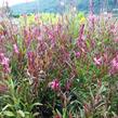 Svíčkovec 'Gambit Rose' - Gaura lindheimeri 'Gambit Rose'