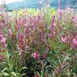 Svíčkovec 'Gambit Rose' - Gaura lindheimeri 'Gambit Rose'