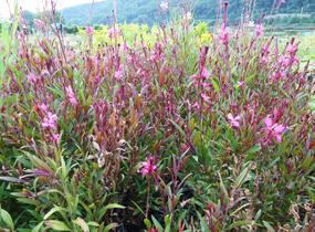 Svíčkovec 'Gambit Rose' - Gaura lindheimeri 'Gambit Rose'