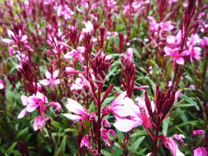 Svíčkovec 'Gambit Pink' - Gaura lindheimeri 'Gambit Pink'