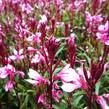 Svíčkovec 'Gambit Pink' - Gaura lindheimeri 'Gambit Pink'