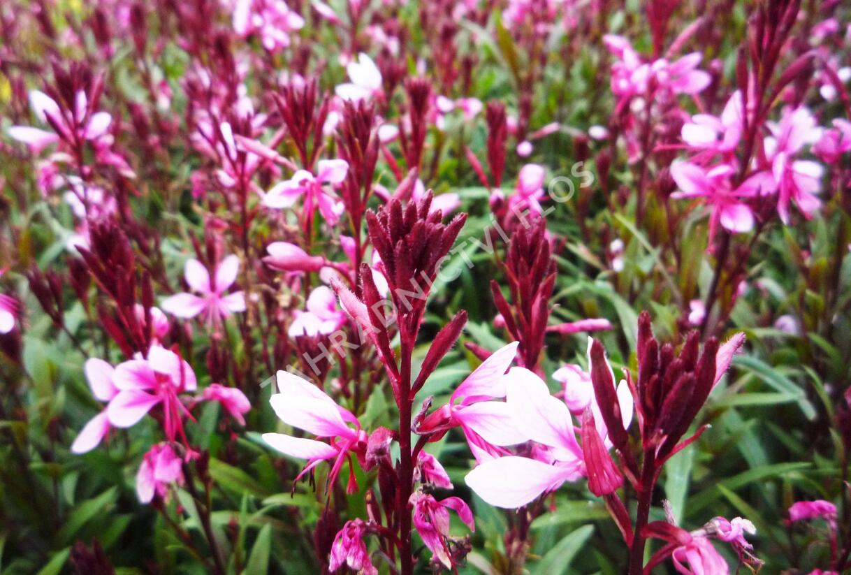 Svíčkovec 'Gambit Pink' - Gaura lindheimeri 'Gambit Pink'
