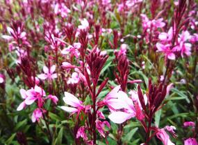 Svíčkovec 'Gambit Pink' - Gaura lindheimeri 'Gambit Pink'