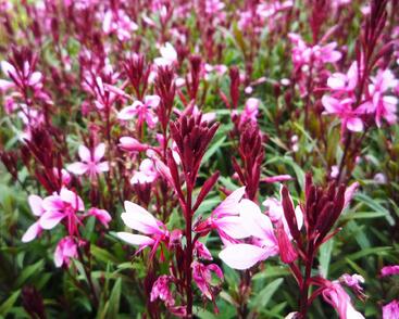 Svíčkovec 'Gambit Pink'