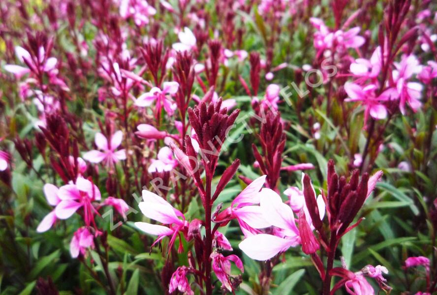 Svíčkovec 'Gambit Pink' - Gaura lindheimeri 'Gambit Pink'