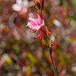 Svíčkovec 'Gambit Pink' - Gaura lindheimeri 'Gambit Pink'