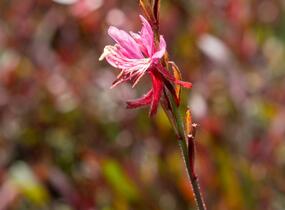 Svíčkovec 'Gambit Pink' - Gaura lindheimeri 'Gambit Pink'