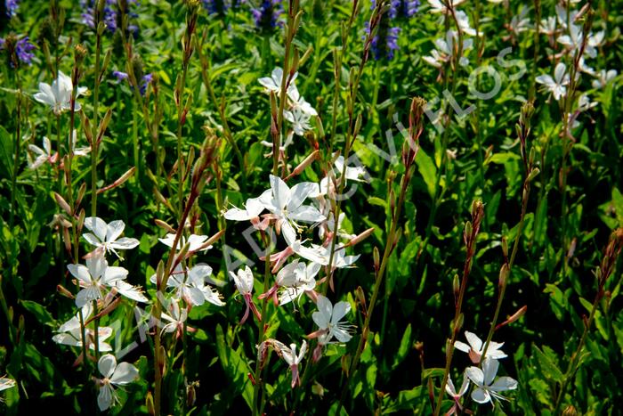 Svíčkovec 'Gambit Compact White' - Gaura lindheimeri 'Gambit Compact White'