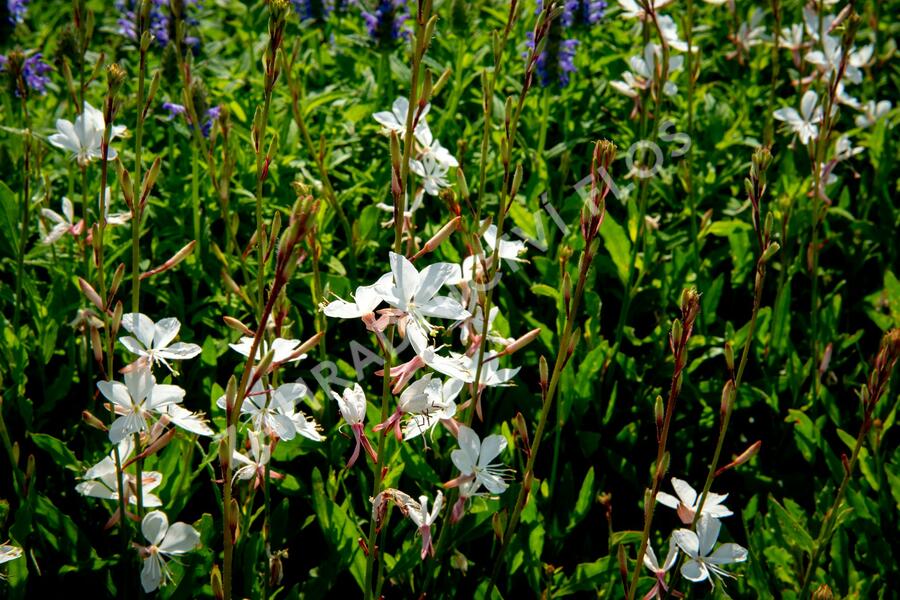 Svíčkovec 'Gambit Compact White' - Gaura lindheimeri 'Gambit Compact White'