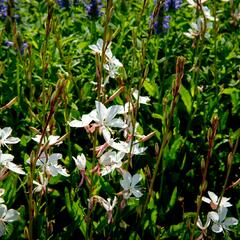 Svíčkovec 'Gambit Compact White' - Gaura lindheimeri 'Gambit Compact White'