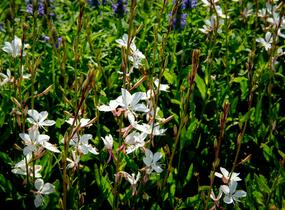 Svíčkovec 'Gambit Compact White' - Gaura lindheimeri 'Gambit Compact White'