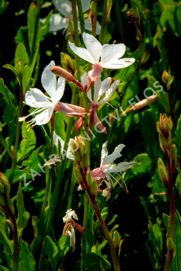 Svíčkovec 'Gambit Compact White' - Gaura lindheimeri 'Gambit Compact White'