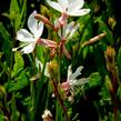 Svíčkovec 'Gambit Compact White' - Gaura lindheimeri 'Gambit Compact White'