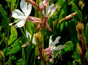 Svíčkovec 'Gambit Compact White' - Gaura lindheimeri 'Gambit Compact White'