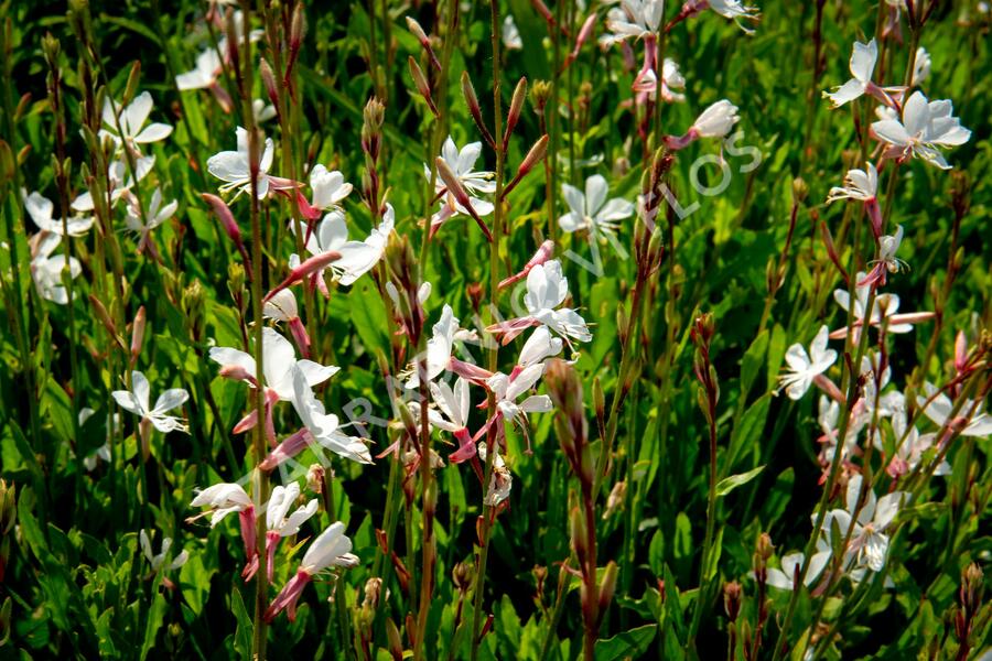 Svíčkovec 'Gambit Compact White' - Gaura lindheimeri 'Gambit Compact White'