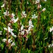 Svíčkovec 'Gambit Compact White' - Gaura lindheimeri 'Gambit Compact White'