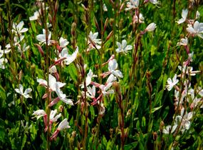 Svíčkovec 'Gambit Compact White' - Gaura lindheimeri 'Gambit Compact White'
