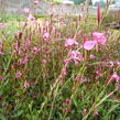 Svíčkovec 'Gambit Compact Pink' - Gaura lindheimeri 'Gambit Compact Pink'