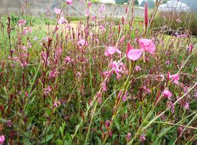 Svíčkovec 'Gambit Compact Pink' - Gaura lindheimeri 'Gambit Compact Pink'