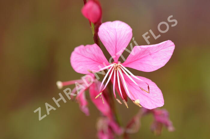 Svíčkovec 'Gambit Compact Pink' - Gaura lindheimeri 'Gambit Compact Pink'