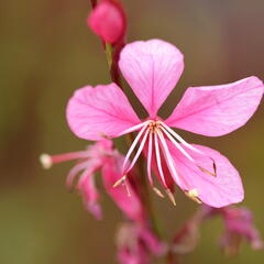 Svíčkovec 'Gambit Compact Pink' - Gaura lindheimeri 'Gambit Compact Pink'