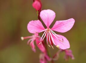 Svíčkovec 'Gambit Compact Pink' - Gaura lindheimeri 'Gambit Compact Pink'