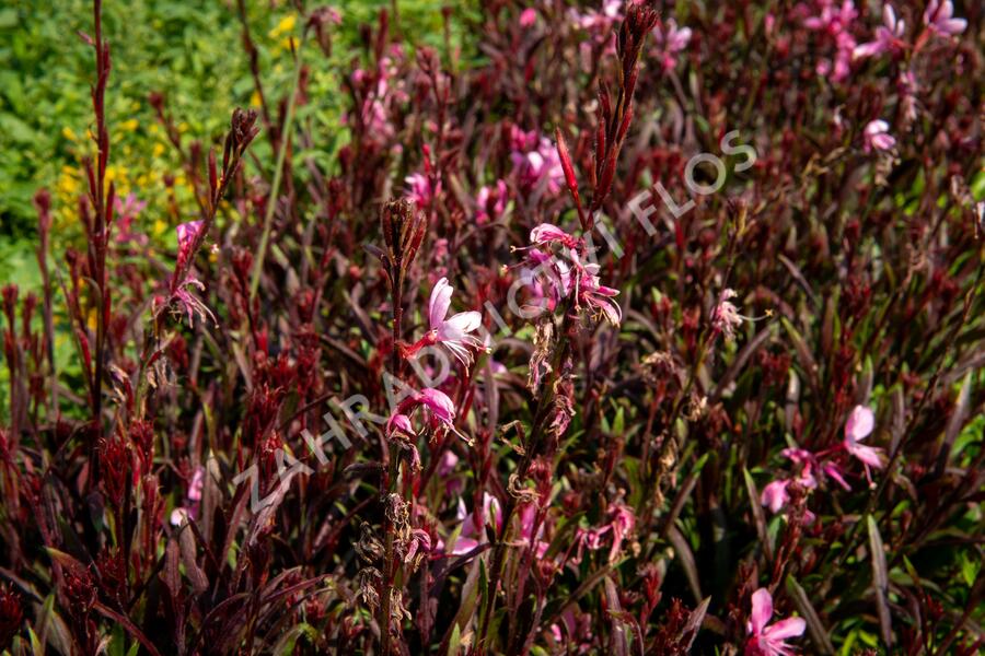 Svíčkovec 'Gambit Compact Pink' - Gaura lindheimeri 'Gambit Compact Pink'