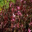 Svíčkovec 'Gambit Compact Pink' - Gaura lindheimeri 'Gambit Compact Pink'