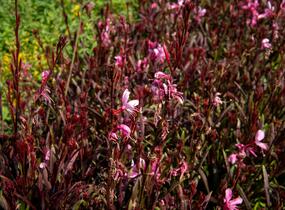 Svíčkovec 'Gambit Compact Pink' - Gaura lindheimeri 'Gambit Compact Pink'