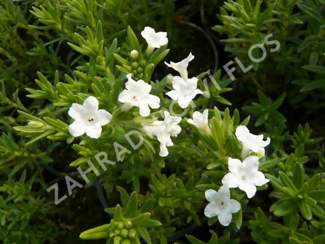 Kamejka větvená 'White' - Lithodora diffusa 'White'