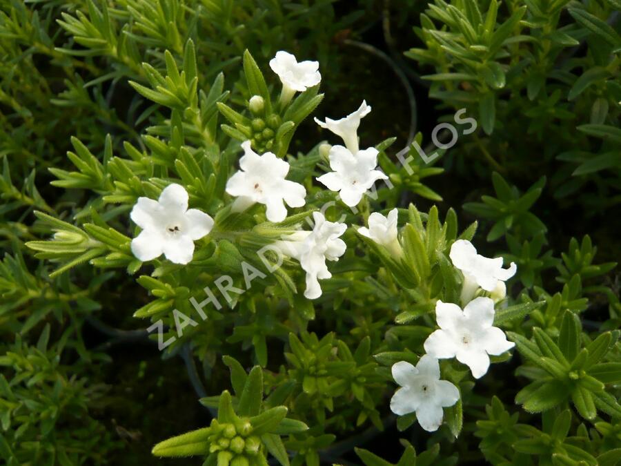 Kamejka větvená 'White' - Lithodora diffusa 'White'