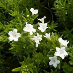 Kamejka větvená 'White' - Lithodora diffusa 'White'