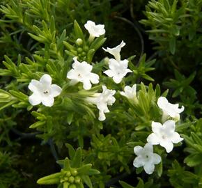 Kamejka větvená 'White' - Lithodora diffusa 'White'