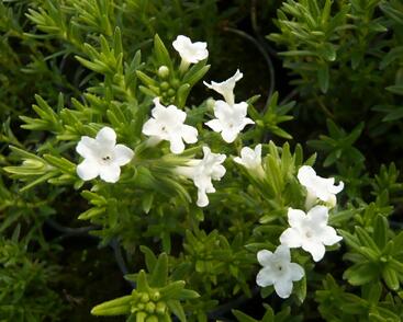 Kamejka větvená 'White'