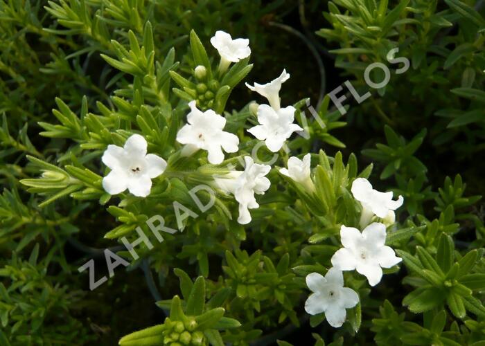 Kamejka 'White' - Lithodora diffusa 'White'