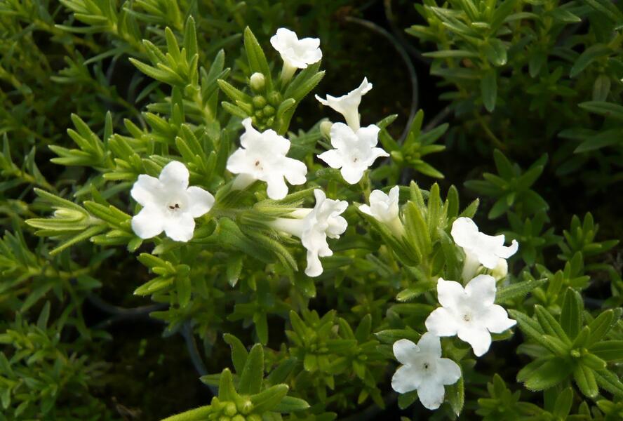 Kamejka větvená 'White' - Lithodora diffusa 'White'