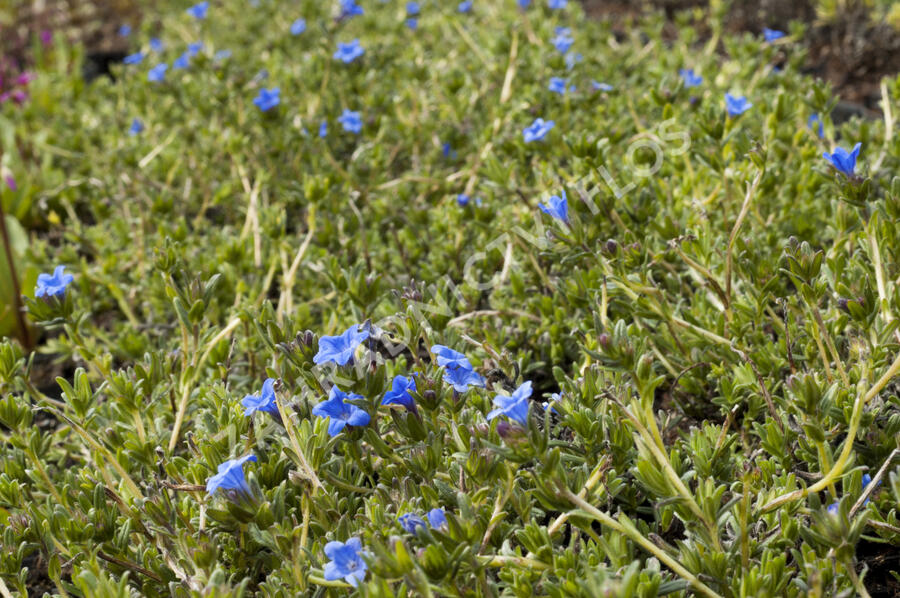 Kamejka větvená 'Grace Ward' - Lithodora diffusa 'Grace Ward'