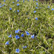 Kamejka větvená 'Grace Ward' - Lithodora diffusa 'Grace Ward'